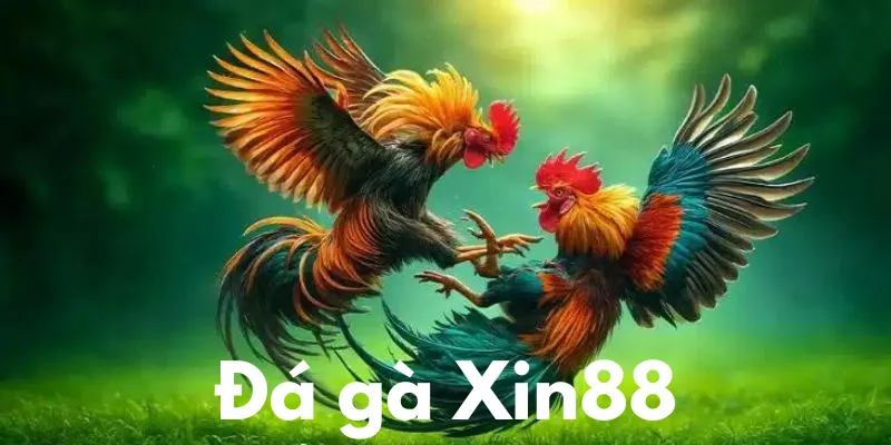 Top mẹo chơi đá gà Xin88 cực chuẩn từ cao thủ 6 da-ga-xin88-anh-dai-dien