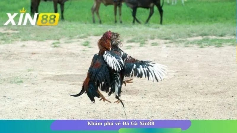 Luật đặt cược đá gà Xin88 phổ biến cho anh em